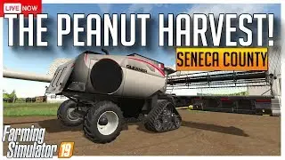 🔴LIVE STREAM | HARVESTING PEANUTS ON SENECA COUNTY  | FARMING SIMULATOR 19