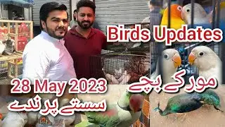 Winners of this Week | Sunday Birds Market Shalamar Bagh Lahore Updates