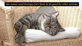 Who is Grumpy Cat and Why was she so Famous? #famous #cat #grumpycat  #factsaboutcats