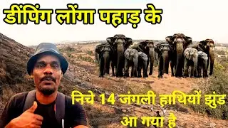 डींपिंग लोंगा पहाड़ के//निचे 14जंगली हाथियों का झुंड आ गया है 
