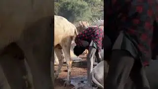 Mundari man took a shower with cow urine!