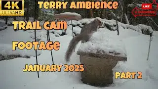 4k Trail Camera Footage January 2026 Part 2