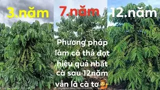 Những sai lầm khi l&agrave;m c&agrave; ph&ecirc; thả đọt,khiến nhiều người nản. Phương ph&aacute;p canh t&aacute;c hiệu quả nhất 💁