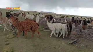 Camelidos Sudamericanos de Bolivia 
