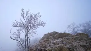 Fog Stock Footage I Weather I Winter I Free HD Videos - No Copyright