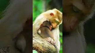 Poor Baby Monkey Kenzo & Mommy Katrina. #baby #monkey #minimonkey #viralvideo #shorts #0773