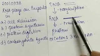 RNA plays an important role in : | CLASS 12 | TRANSCRIPTION AND TRANSLATION | BIOLOGY | Doubtnut