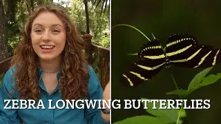 Florida's VIP Butterfly! | Zebra Longwing Butterflies | Wild Wednesday