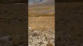 Brown Bear at Deosai National Park #madboybilal #k2climbers