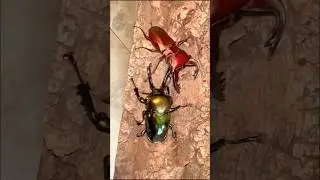 Rare paint beetle  #beetle #insects #insectfight #shorts #shortsfeed