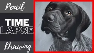 Dog Portrait Pencil Drawing Time Lapse | Realistic Charcoal Drawing