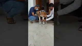 Dog's With Prosthetic Legs