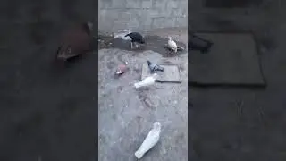 میرا پہلا ولوگ دیکھو پلیس😃😄😀