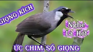 Khướu BẠC MÁ hót  MÚA luyện giọng . Khướu hót sáng luyện giọng kích bổi /nghe chim hót thư giãn