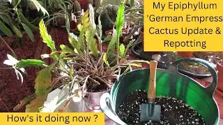 My Epiphyllum German Empress Cactus Update & Repotting | #cacti #cactus