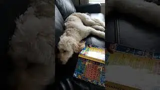 Reading Makes Me Soo Tired 😴 💤 😍 #puppyfunny #cutepuppyshorts #puppylove #sleep #reading #puppycute