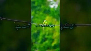 @Allah Rehman 🕋 💖 #shortfilm#islamicvideo  #utubeshorts#pakistani#forupage #ytviral#shortfeed#shorts