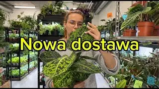 Roślinne perełki w nowej dostawie Loveplants🤍