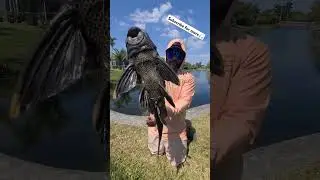 Big Pleco in Miami🎣 #fishing