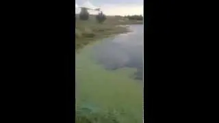 Neversnag: testing new frogs