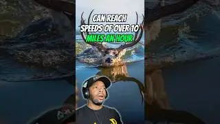 DEER Can swim for HOW LONG!?