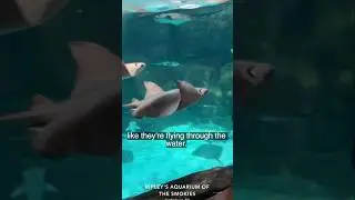 Gliding stingrays at Gatlinburg Aquarium 🐠✨ calm ocean vibes#Stingray #Gatlinburg #Aquarium #pov