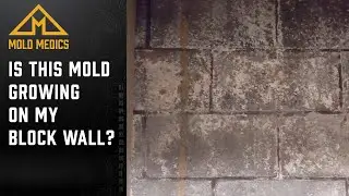Is This Mold Growing on My Block Wall?