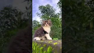 Wow Cute kitty 💕 / Persian Cats for life | Persian cat | Cat videos | Cat | Persian cats for sale
