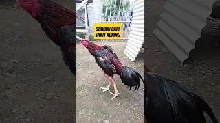 AYAM PUCAT SUDAH SEMBUH || SI ORTON