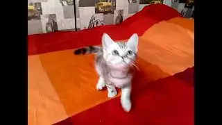 Продается британский котик браун сильвер табби bs 22 64