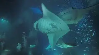 Kona, Hawaii Dive Charter Jan 2018