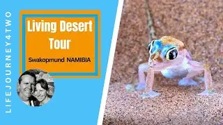 Namibia's Hidden Gems: Discover the Mysteries of the Little 5 Desert Tour!