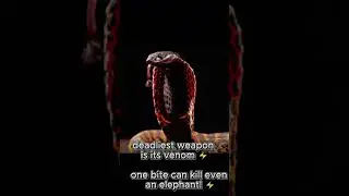 King Cobra vs Python &ndash; Venom or Power? 🐍⚔️ #shortvideo#shorts  #wildlife #animals #naturelovers