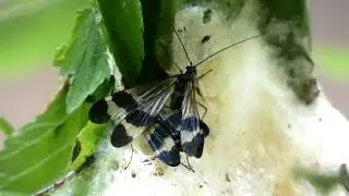 Mating Behaviour of Japanese Scorpionfly on Foamed Nest of Forest Green Tree Frogs