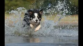 WHAT AN AMAIZNG DOG | DOG BARKING | TYPES OF DOG | DOG INFORMATION DOCUMETNARY | infopedia_jm