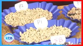 Kirinyaga coffee farmers fear losing Sh7.4 billion gains to new payment system