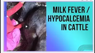 Milk fever / hypocalcimia in cattle 