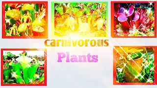 Carnivorous plants types and categories.easy way to understand.