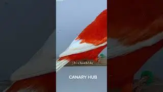 Red factor canary birds aesthetic video #nature #wildlife