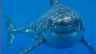 Mega Shark Edit (My first favorite movie of all time when i was young.)