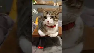 Пушистый совет🧝🐈&zwj;⬛#cat #cats #кот #котики #like #shorts #short #funny #shortvideo #trending #animals