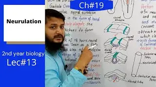 Neurulation || Development of chick Fsc bio,MDCAT,Federal board urdu/hindi lecture, Ch#19 | Lec#13