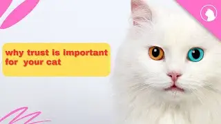 Important secrets to win your cat's trust