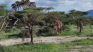 Samburu Simba Lodge Easter Holidays 2023 (7 April 2023)