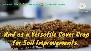 The Sorghum Sudan Grass