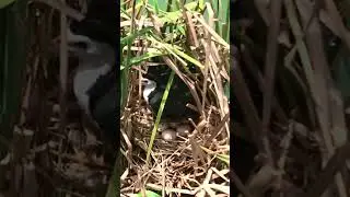 Mother Bird Unhappy With Her Nest Now &ndash; White Breasted Waterhen Wants to Remove Some Leaves