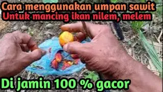 cara mancing ikan nilem melem umpan sawit.