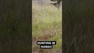 Hunting in Hawaii: Pineapple Brothers Lānaʻi