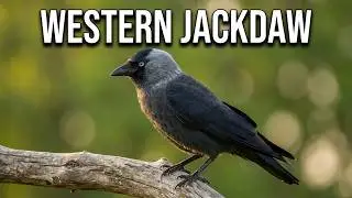 Western jackdaw