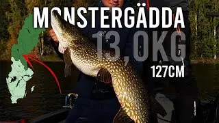 Norrl&auml;ndskt Monster (G&auml;dda 13,0kg 127cm) [4K]